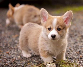 Basic Red Corgi