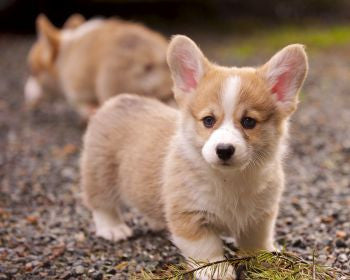 Basic Red Corgi