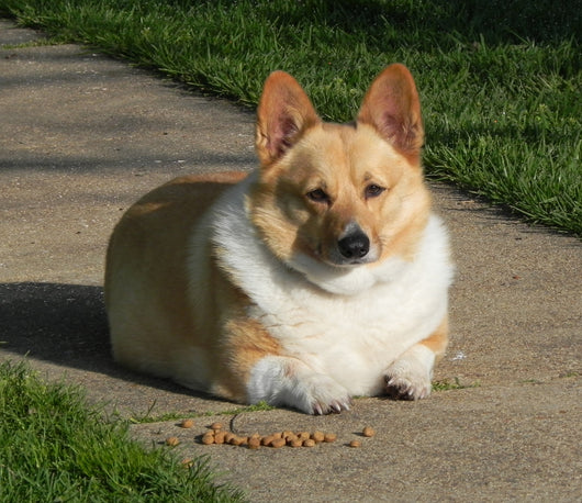 Oversized Corgi